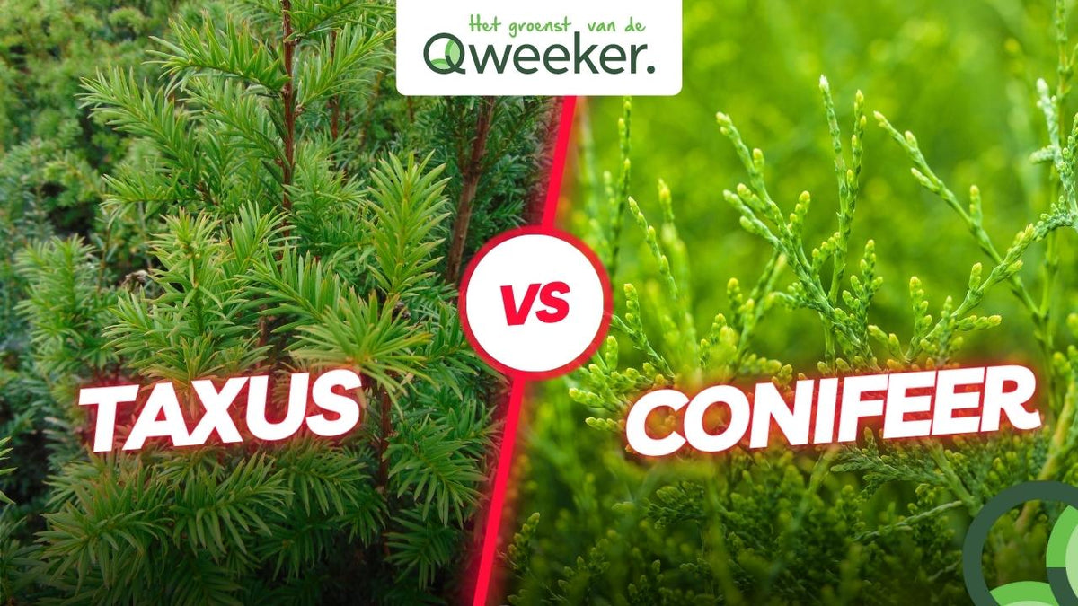 Conifeer en taxus; wat zijn de verschillen?