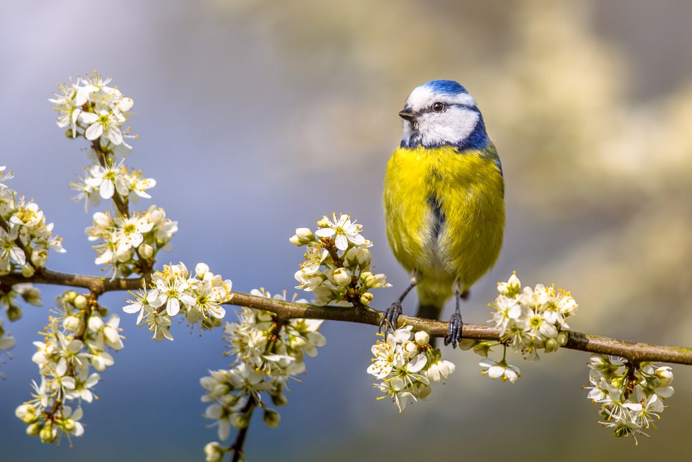 Top 5 beste planten om vogels in je tuin te krijgen