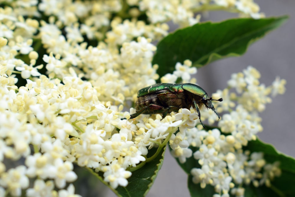 Natuurlijke insectenlokkers: Ontdek de top 5 haagplanten voor een bruisende tuin!