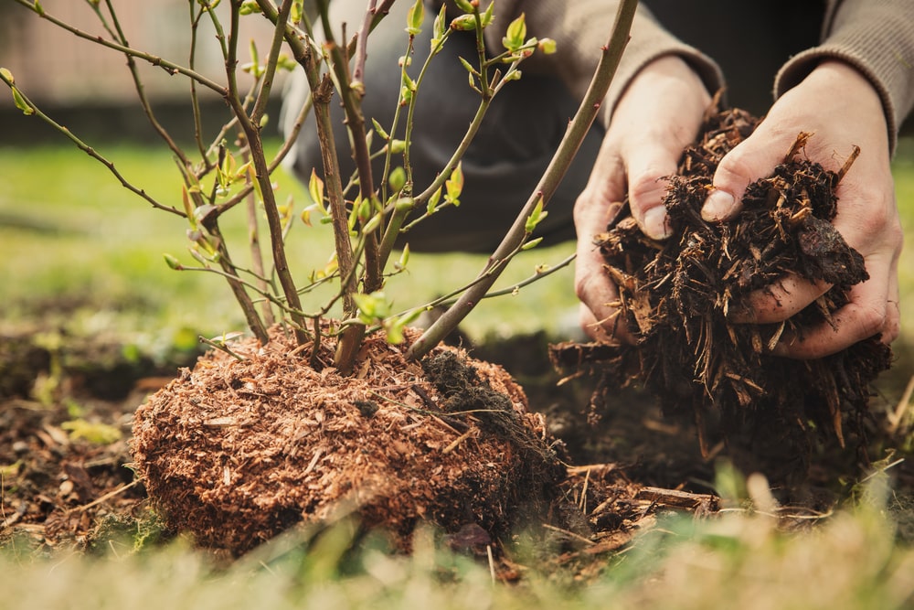 Van de bodem naar de top: waarom haagplanten een sterke basis nodig hebben