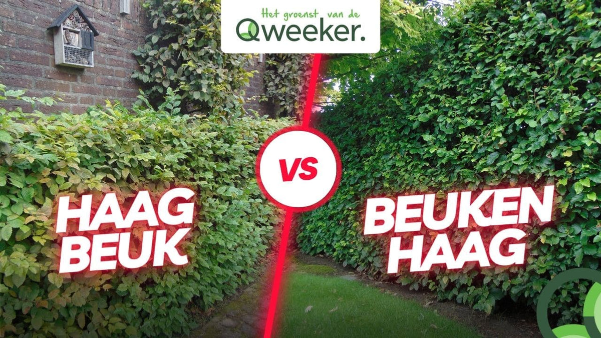 Beukenhaag vs. Haagbeuk; wat is het verschil eigenlijk?