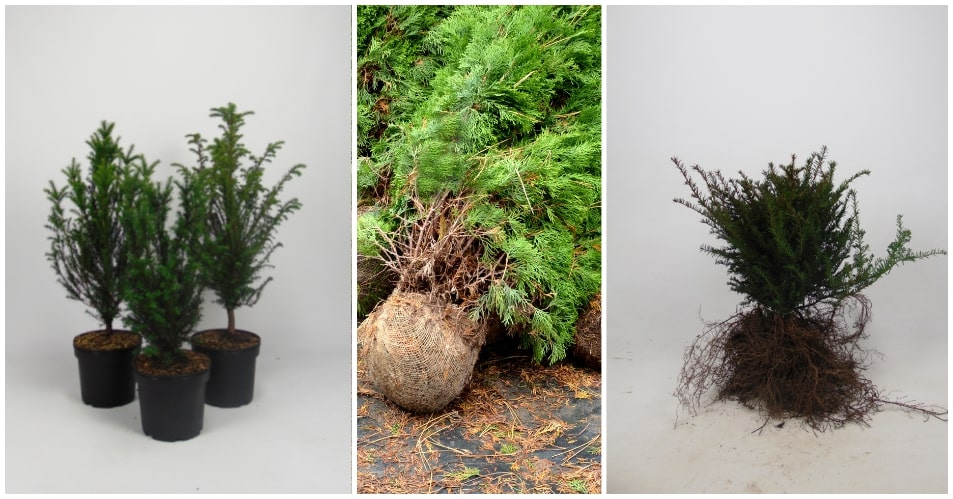 Kies ik voor haagplanten met blote wortels, in pot of met kluit?