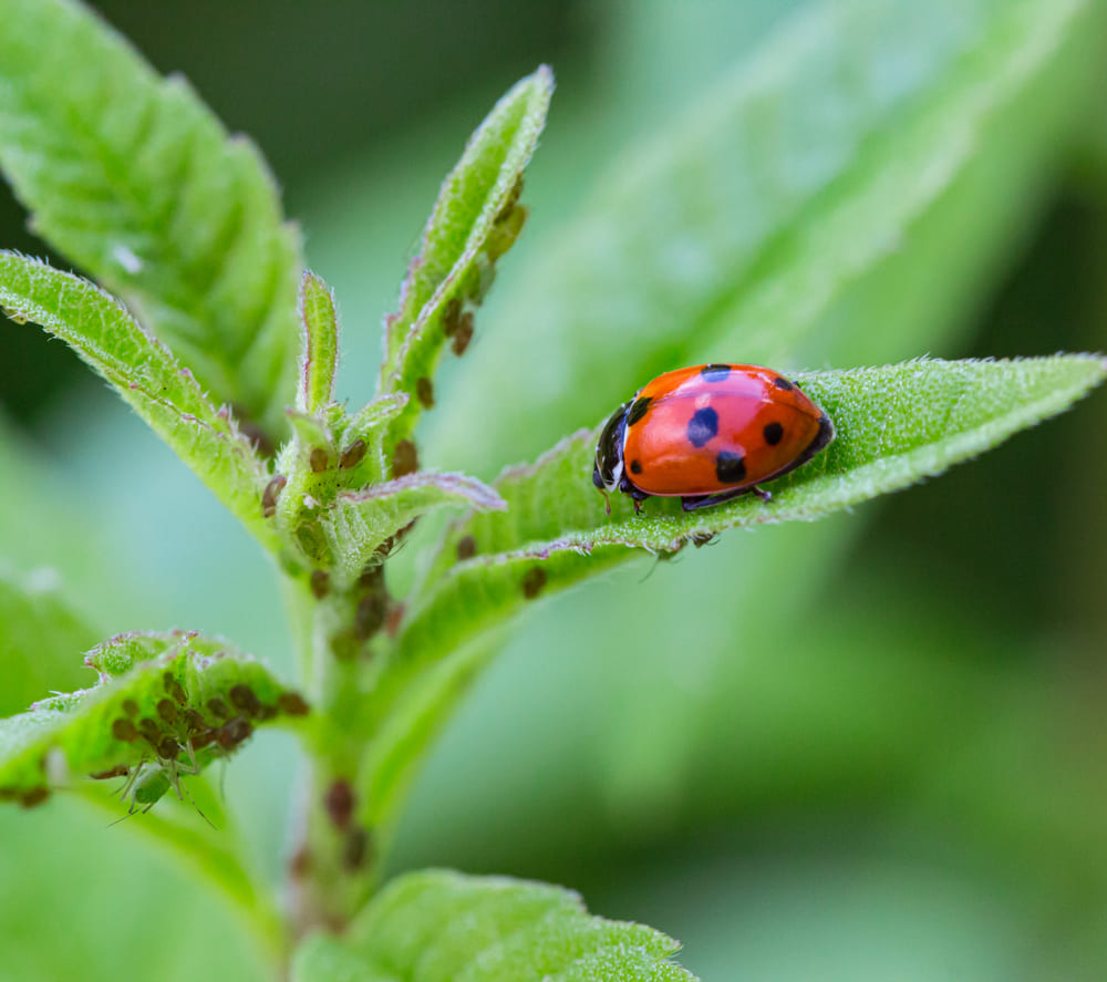 Alles over: de bladluis – natuurlijke vriend of vijand?