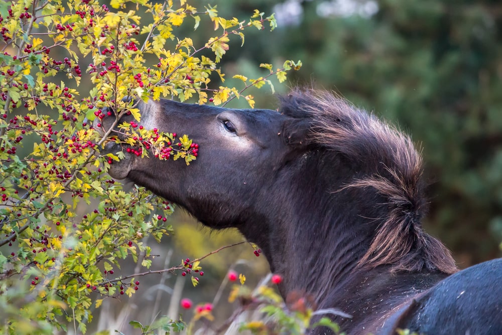 Takken en bladeren: de onverwachte superfood voor paarden