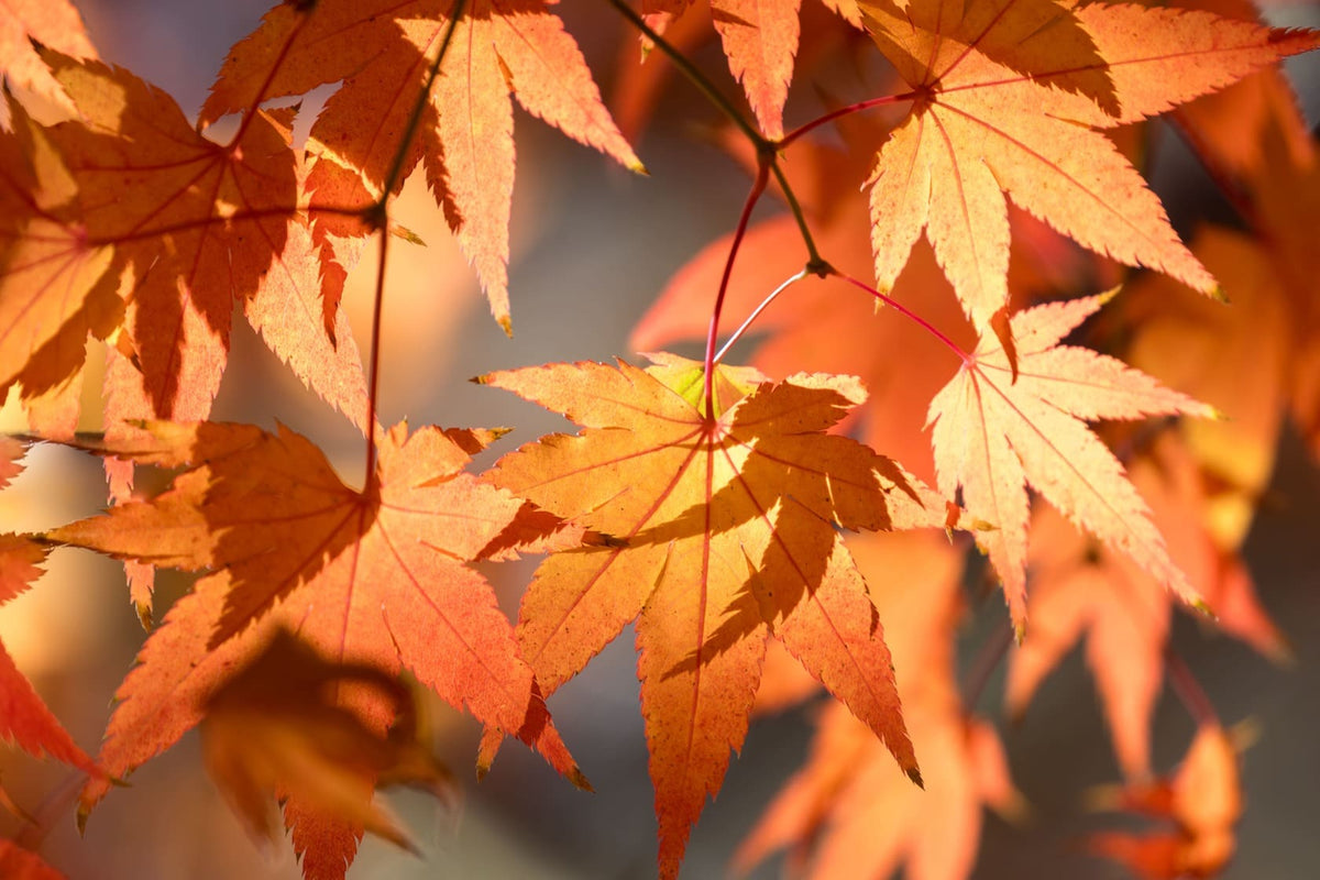 Herfstkleuren in je tuin: deze haagplanten houden je tuin kleurrijk