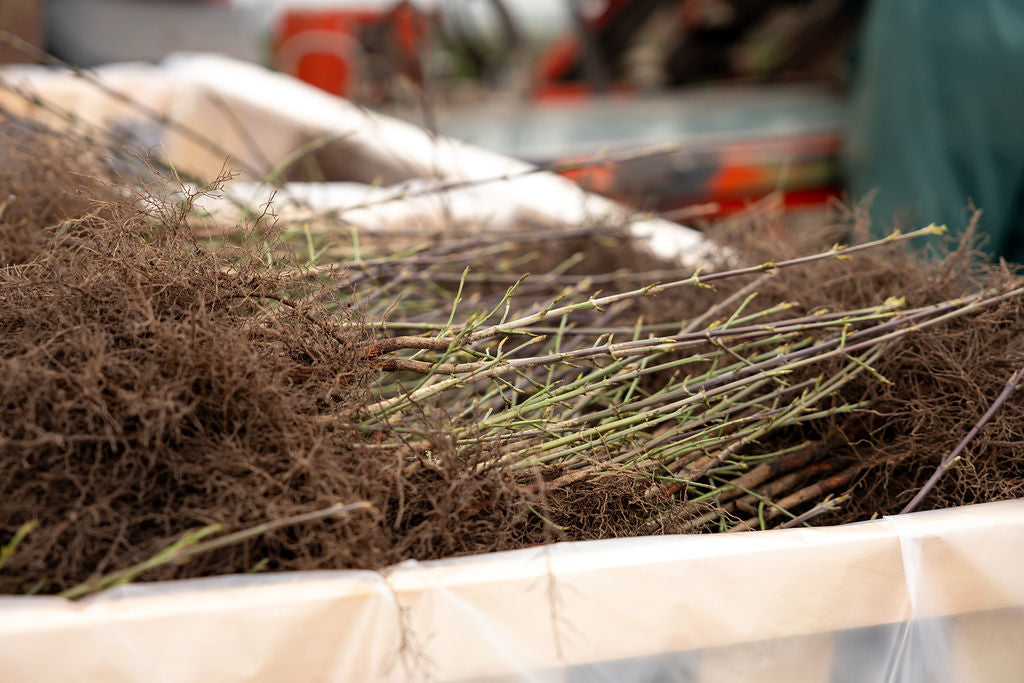 Haagplanten met blote wortel