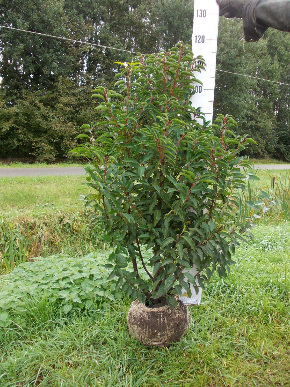 Haagplanten met kluit