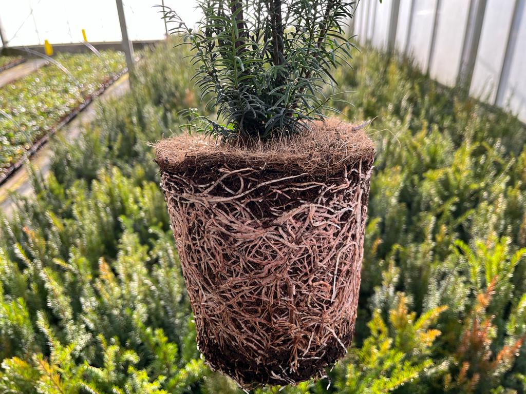 Haagplanten in pot
