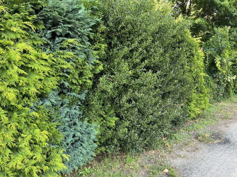 Groenblijvende haagplanten