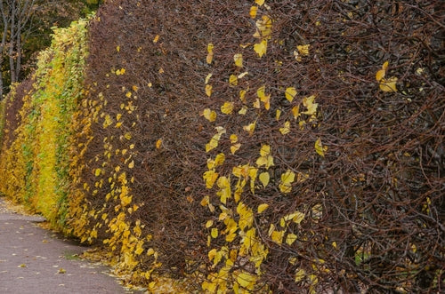 Bladverliezende haagplanten