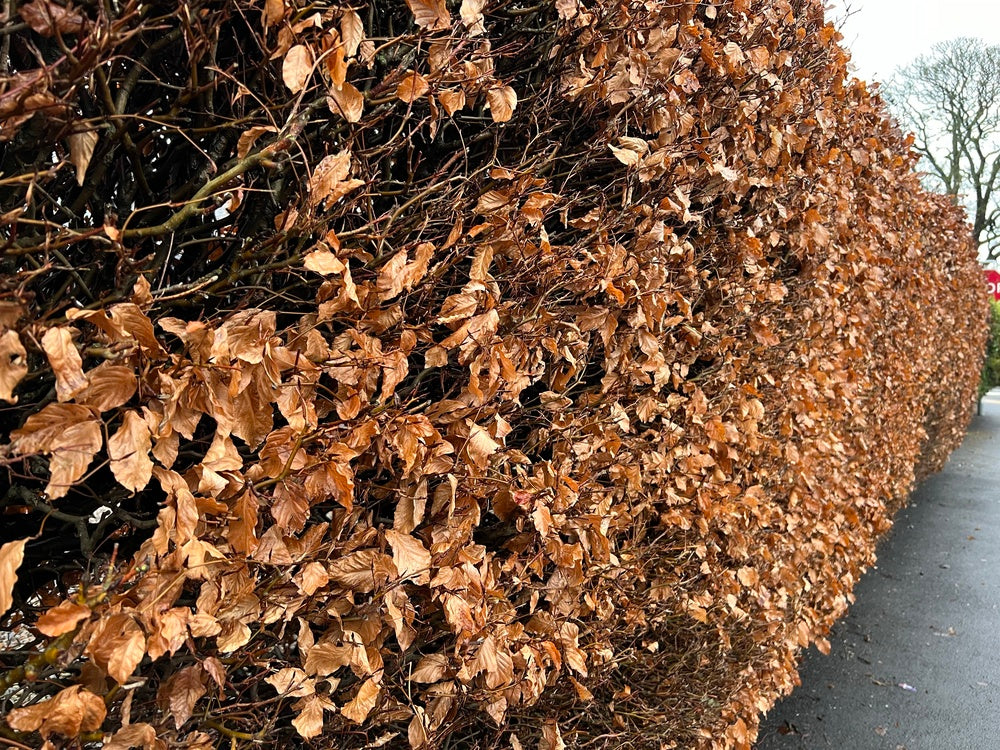 bladhoudende haag fagus sylvatica