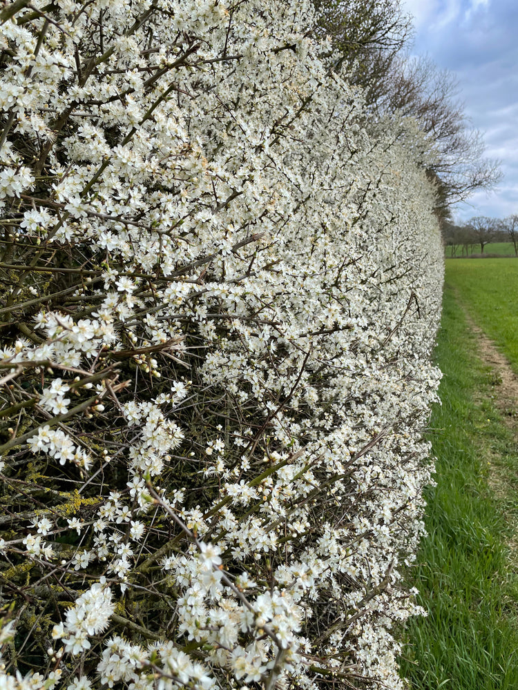 Haagplanten met bloemen