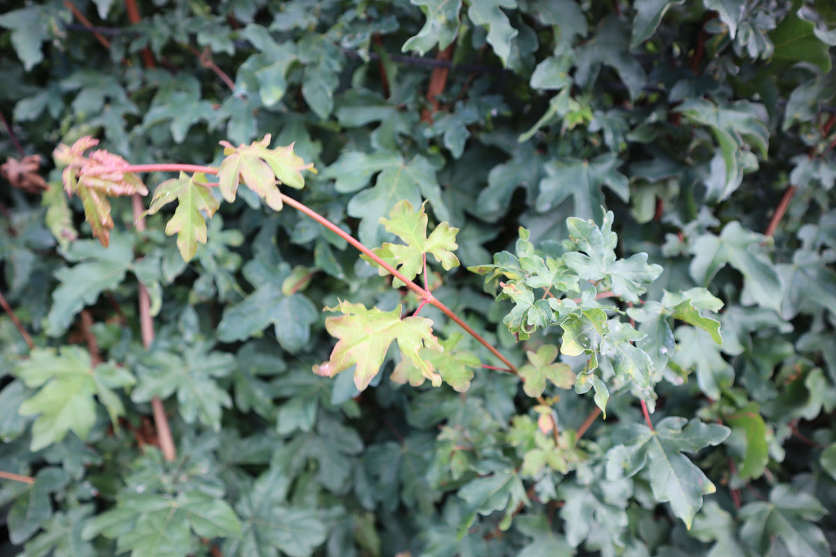Veldesdoorn — Detailfoto — v1134