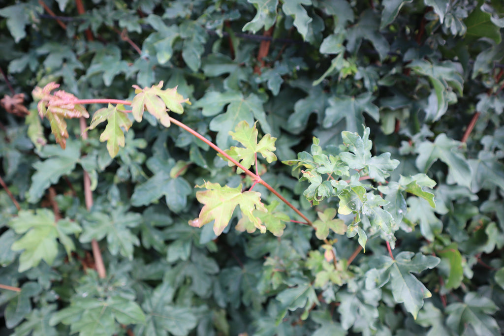 Veldesdoorn — Detailfoto — v1134