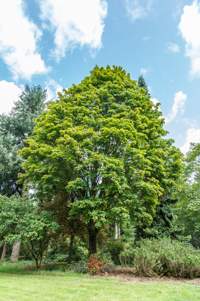 Noorse esdoorn — Overzichtsfoto — v1226