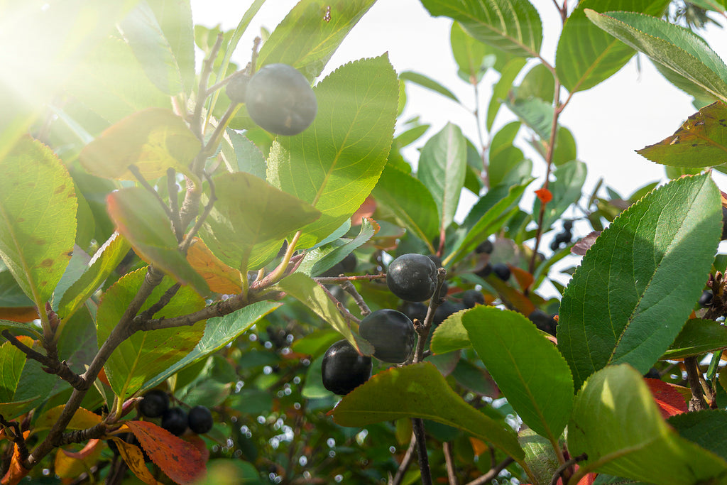 Zwarte appelbes — Detailfoto — v1349