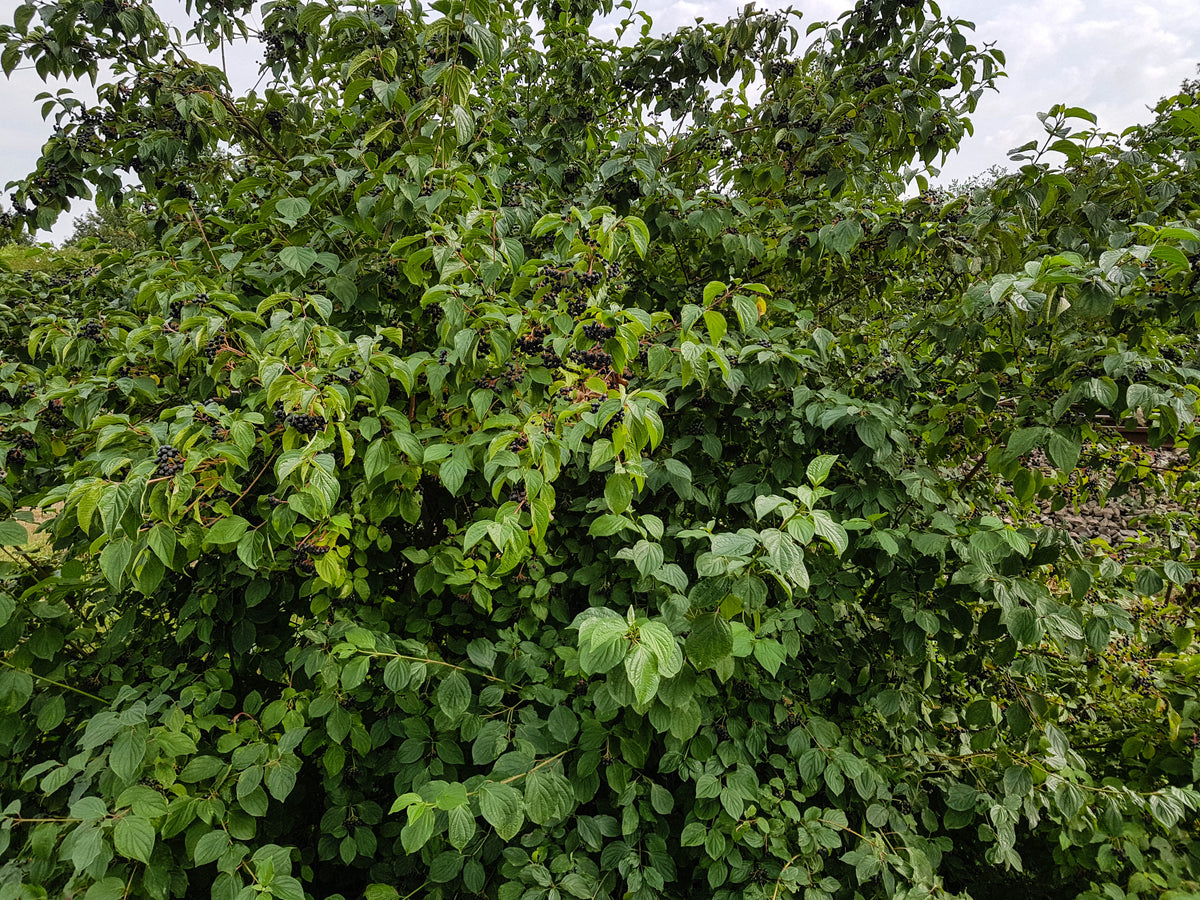 Zwarte appelbes — Overzichtsfoto — v1350