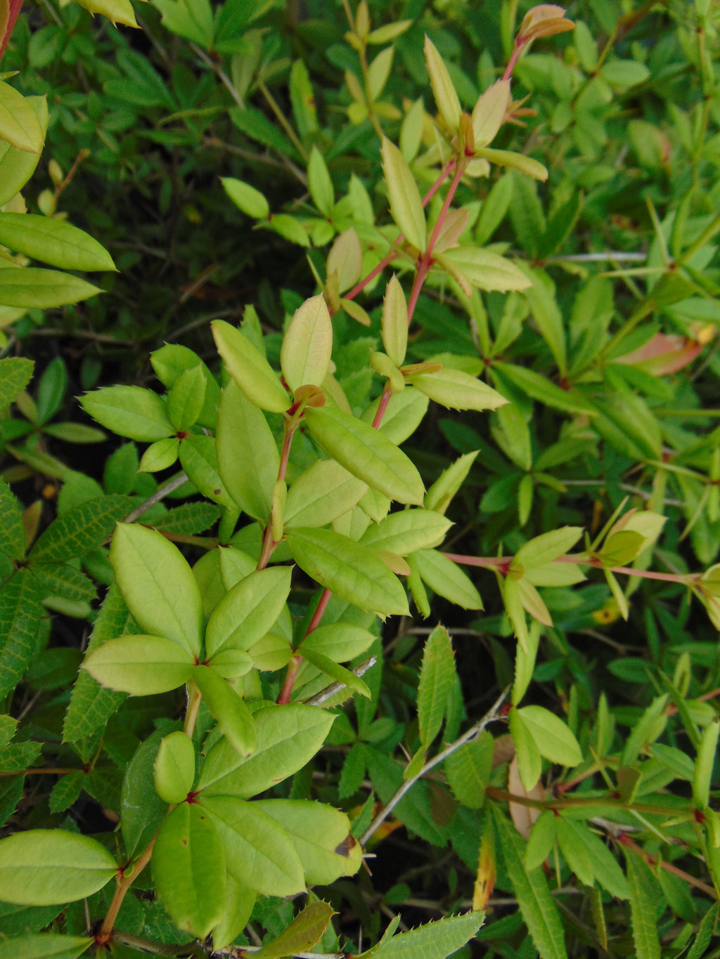 Zuurbes — Detailfoto — v1357