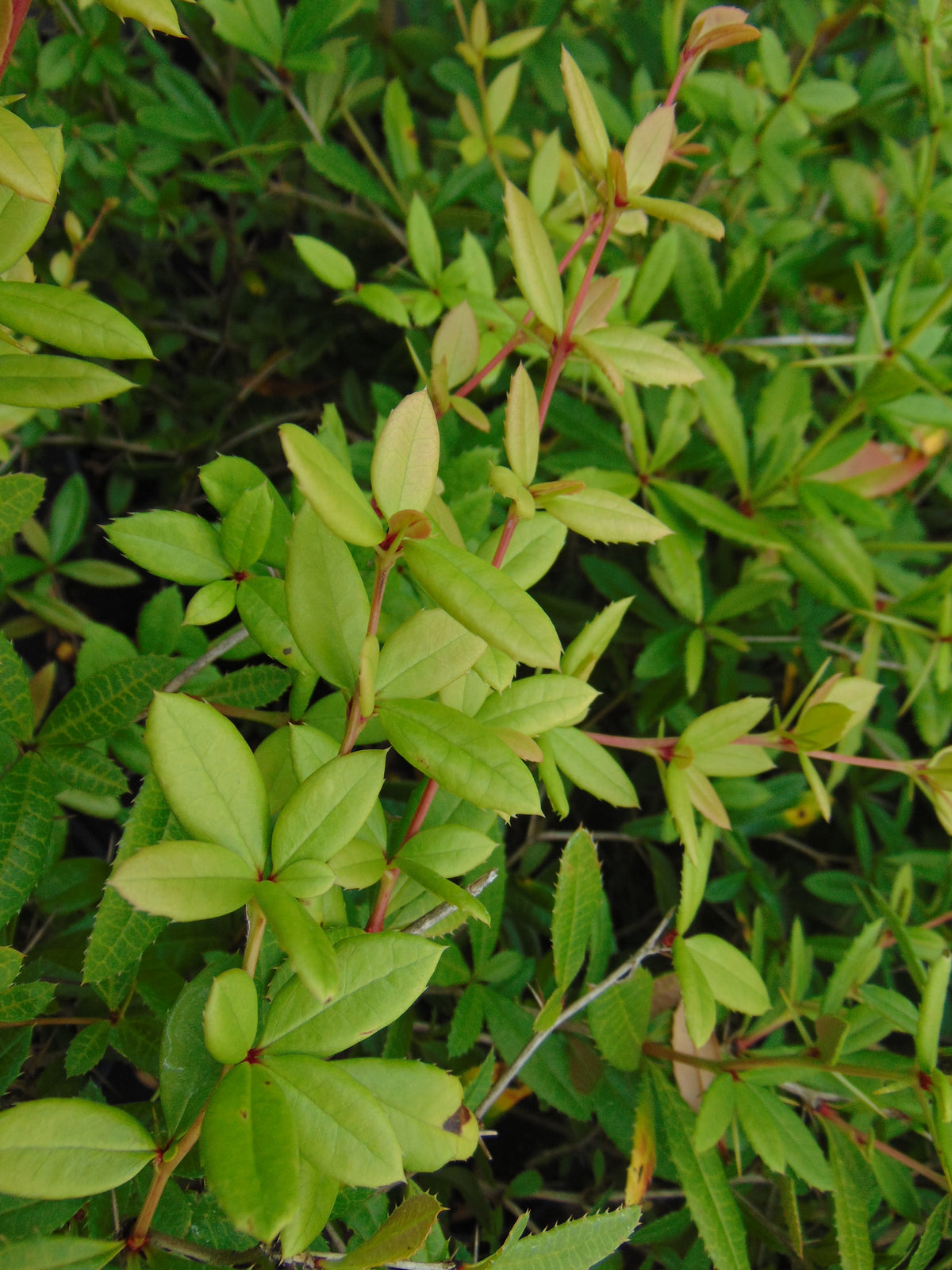 Zuurbes — Detailfoto — v1357