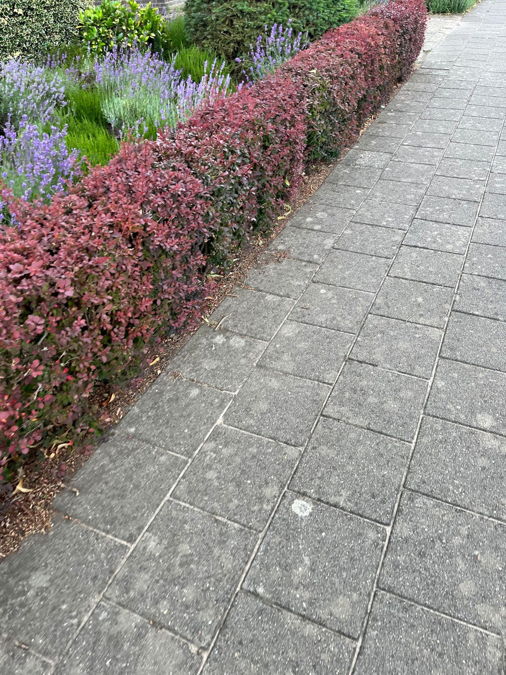 Rode zuurbes — Overzichtsfoto — v1404