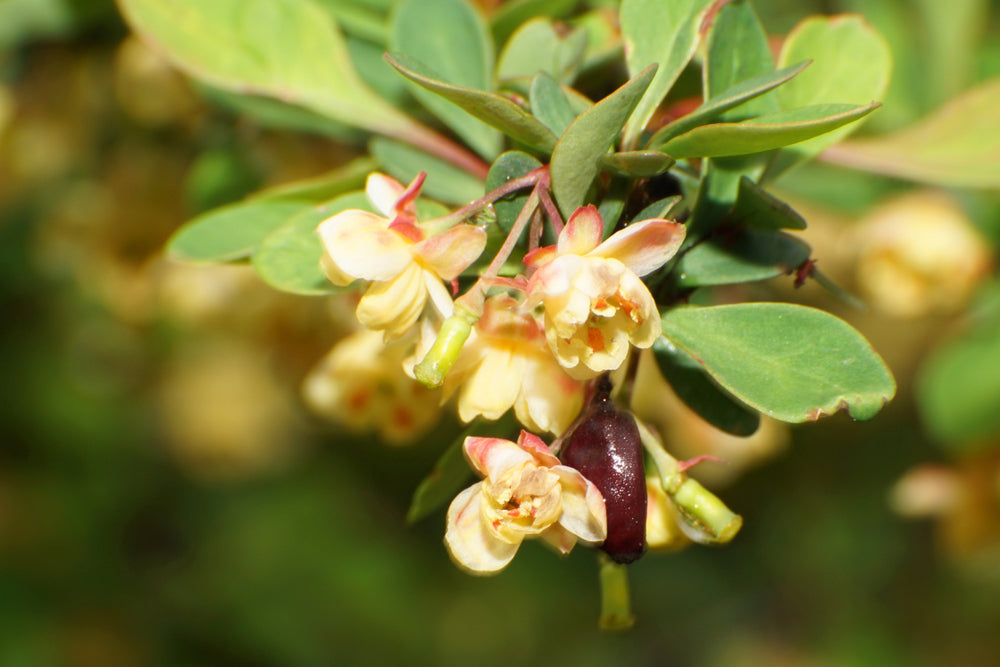 Groene zuurbes — Detailfoto — v1449