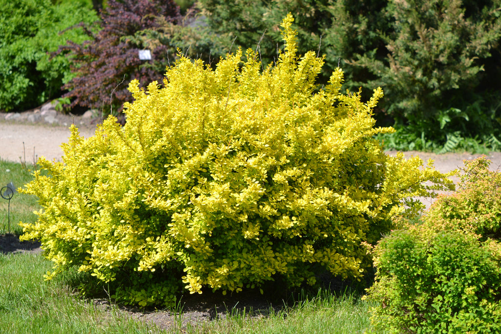 Groene zuurbes — Overzichtsfoto — v1454