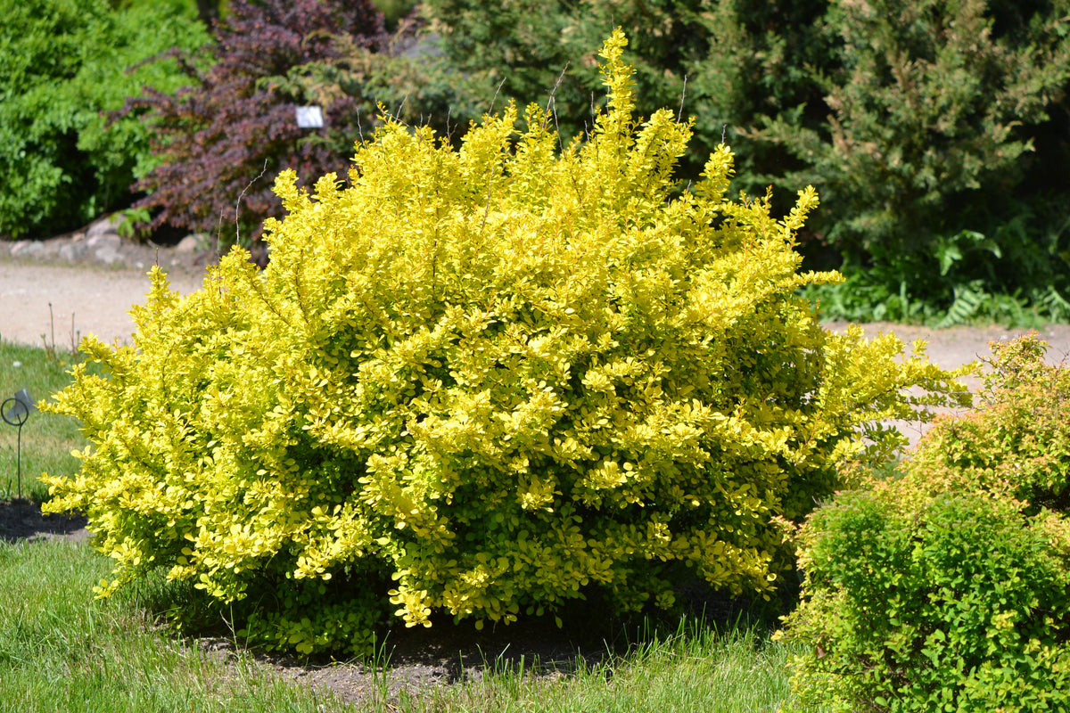 Groene zuurbes — Overzichtsfoto — v1454