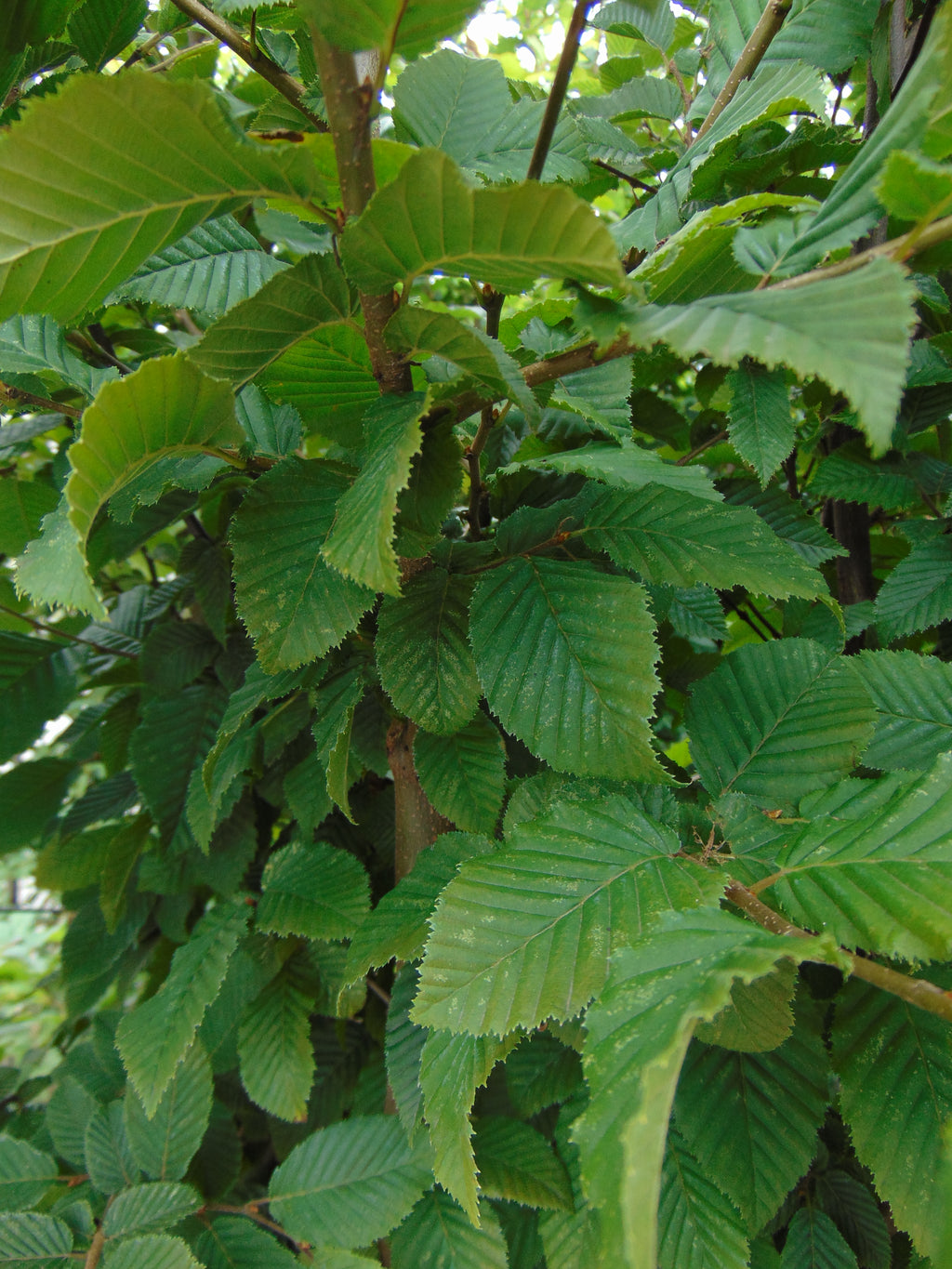 Haagbeuk — Detailfoto — v3454