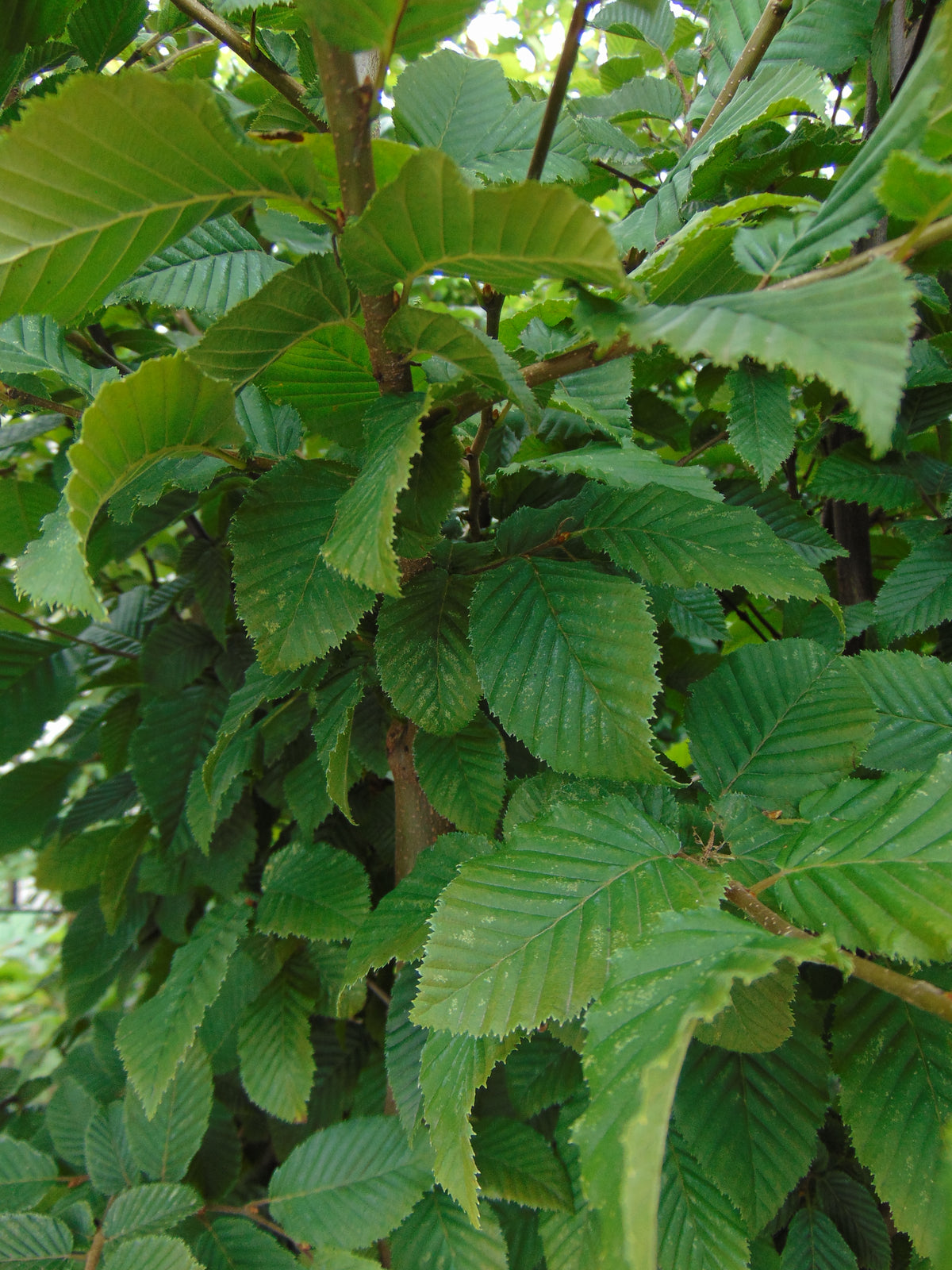 Haagbeuk — Detailfoto — v3454