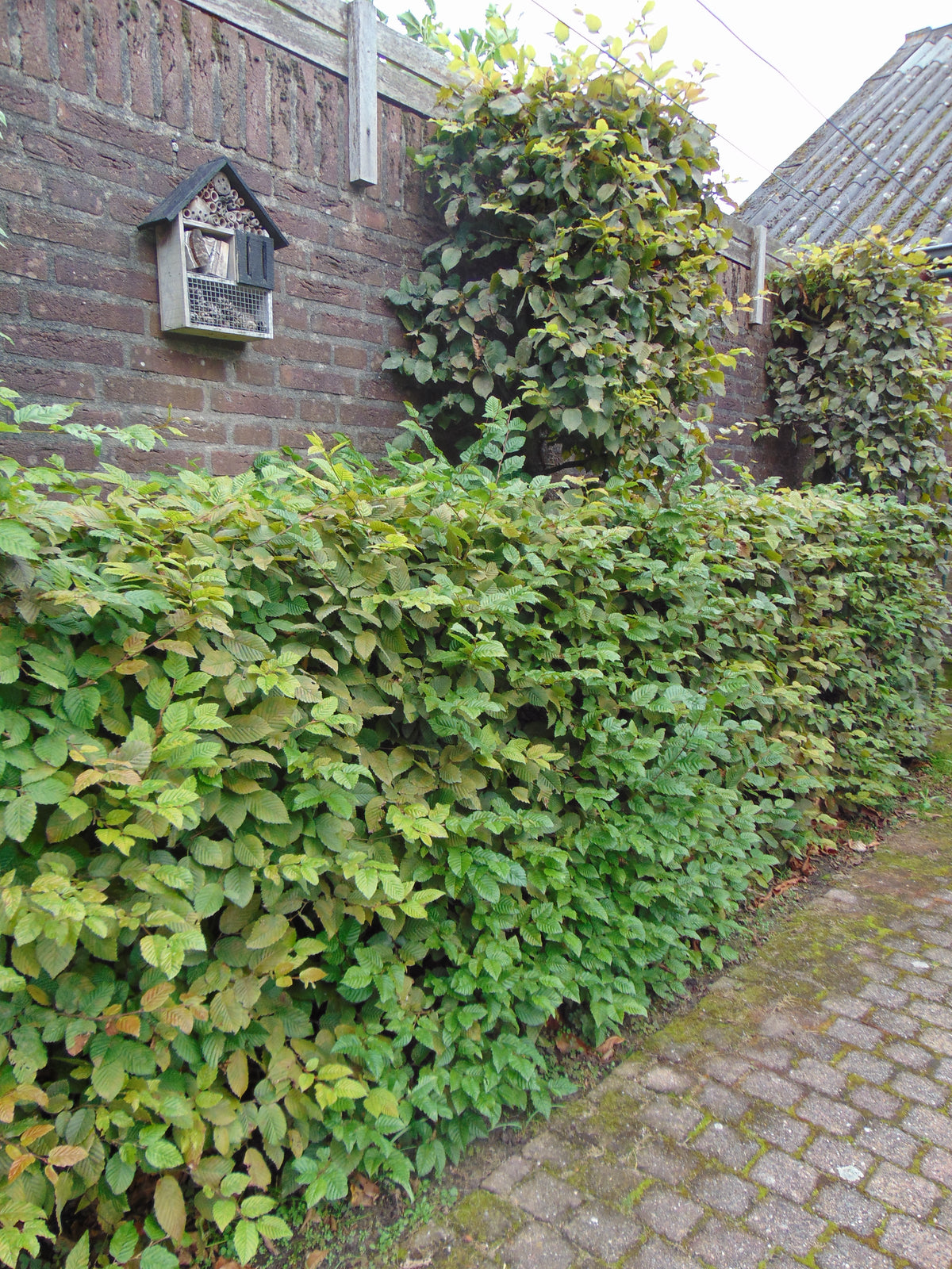 Haagbeuk — Overzichtsfoto — v3444