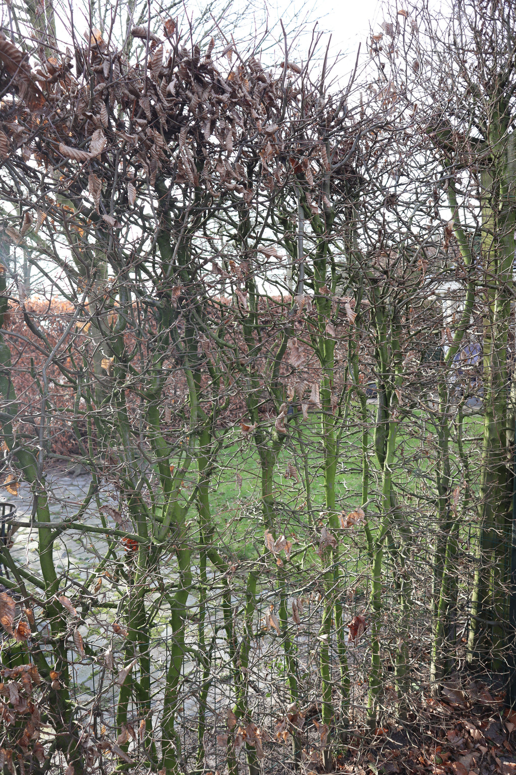 Haagbeuk — Hoofdfoto winter — v3520