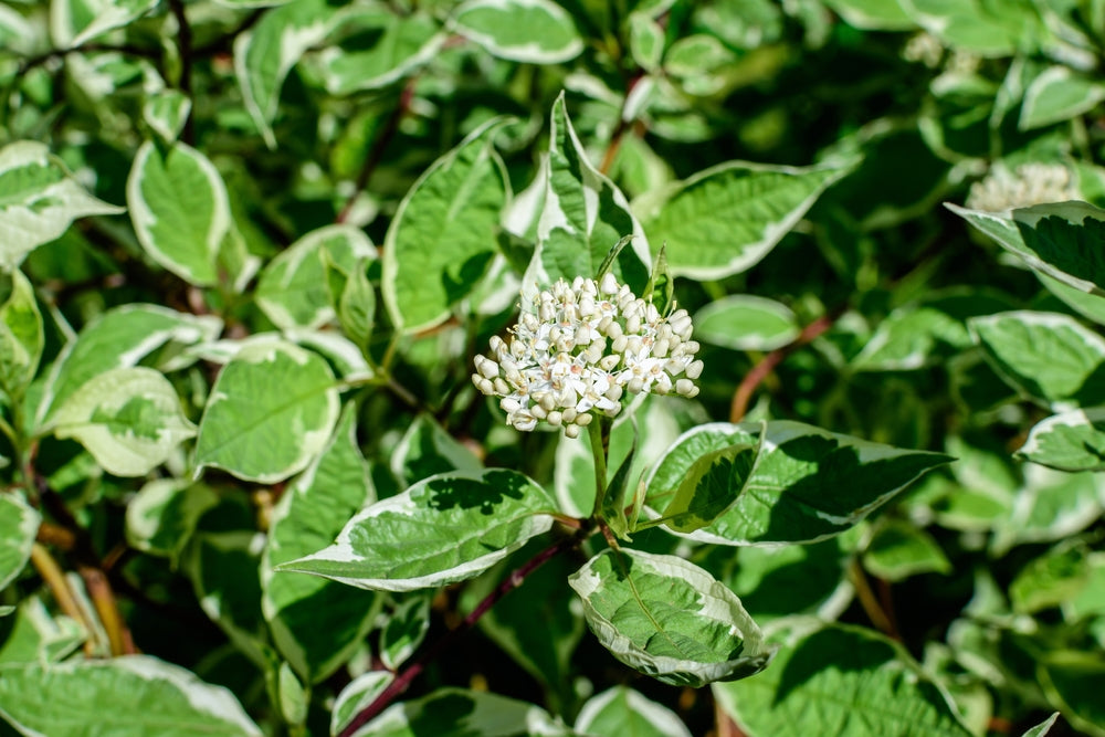 Bonte kornoelje — Detailfoto — v3276