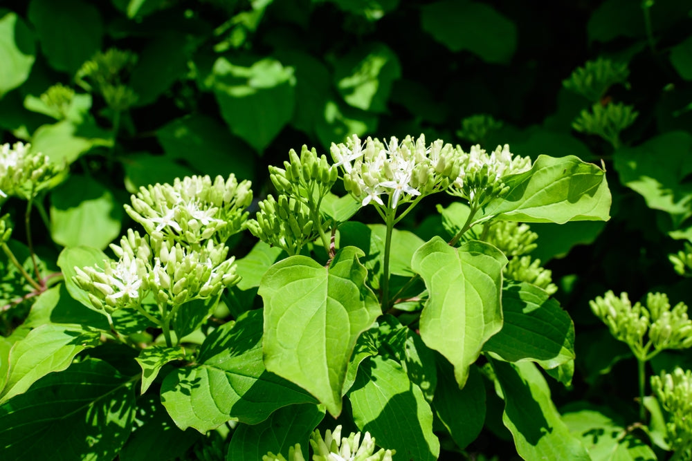 Witte kornoelje — Detailfoto — v3277