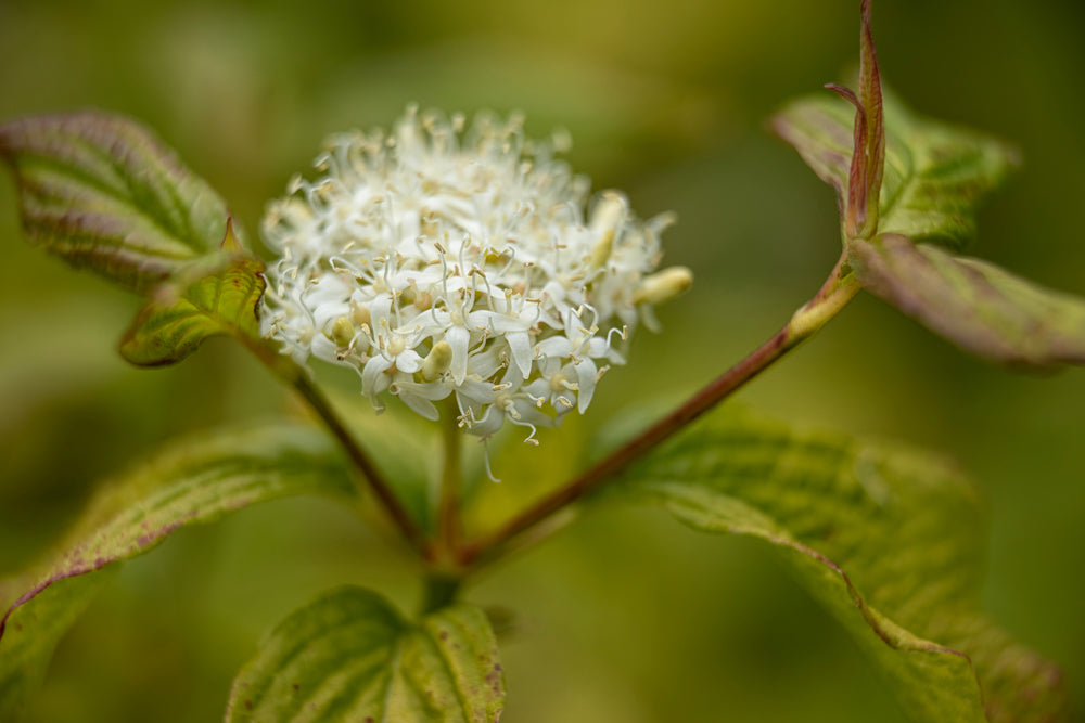 Witte kornoelje 'Sibirica' — Detailfoto — v3278