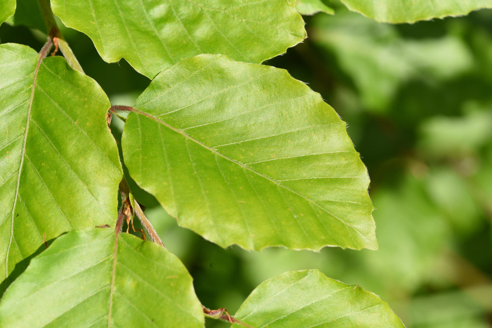 Groene beuk — Detailfoto — v2223