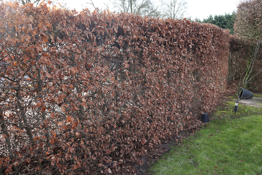 Groene beuk — Hoofdfoto winter — v2235