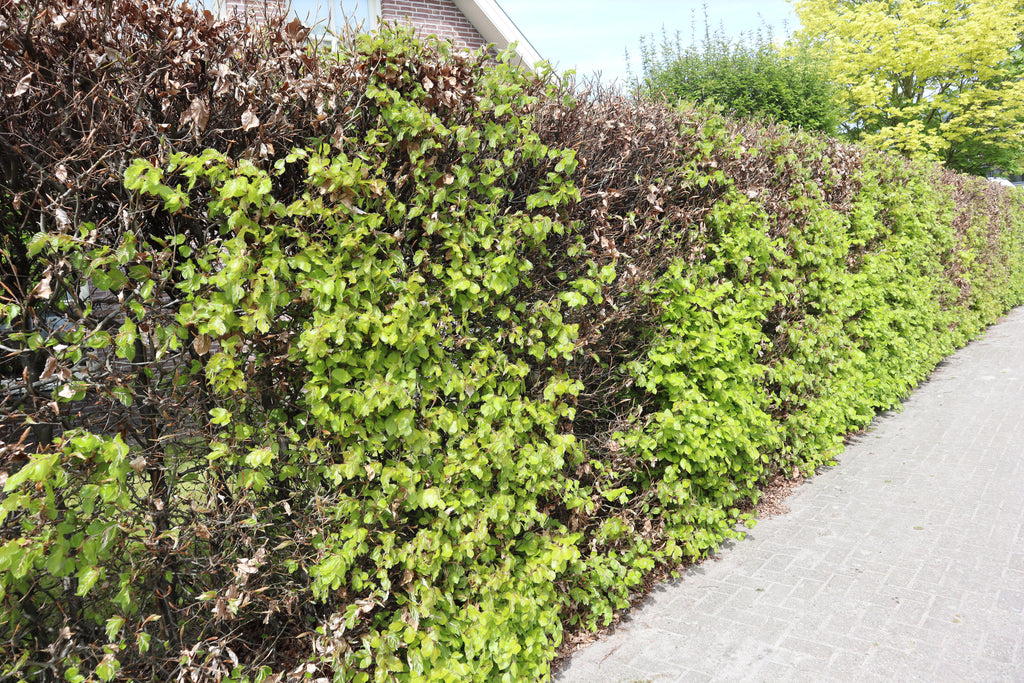 Groene beuk — Hoofdfoto lente — v2238