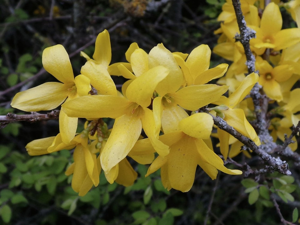 Chinees klokje 'Spectabilis' — Detailfoto — v2248