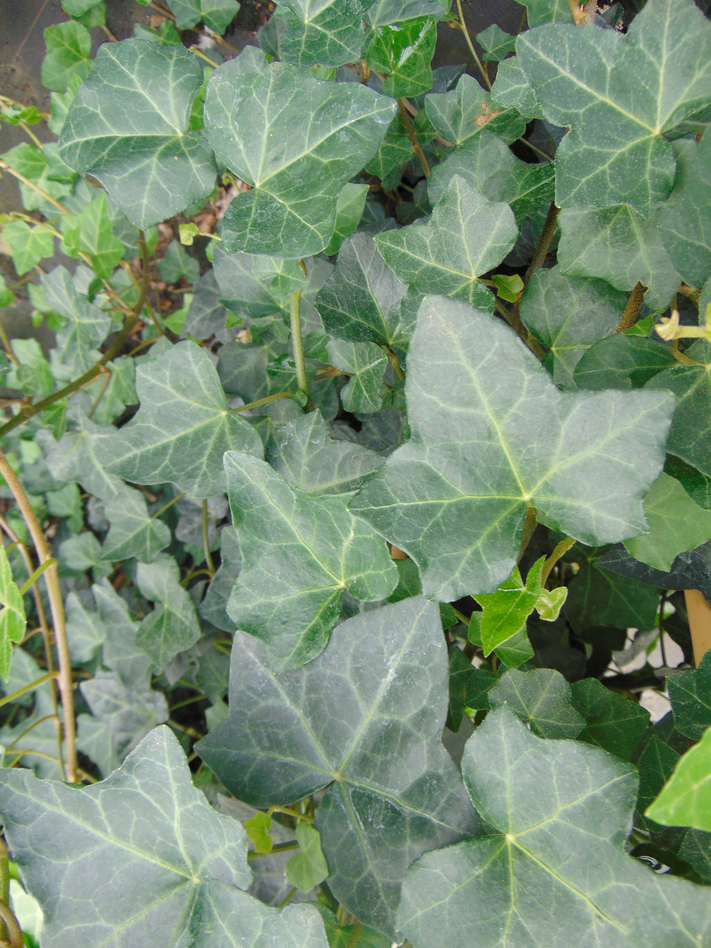 Grootbladige klimop — Detailfoto — v2289