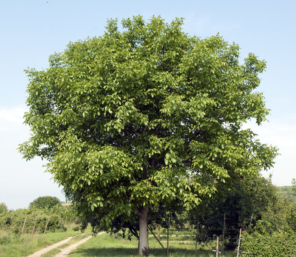 Walnoot / Okkernoot — Overzichtsfoto — v2419