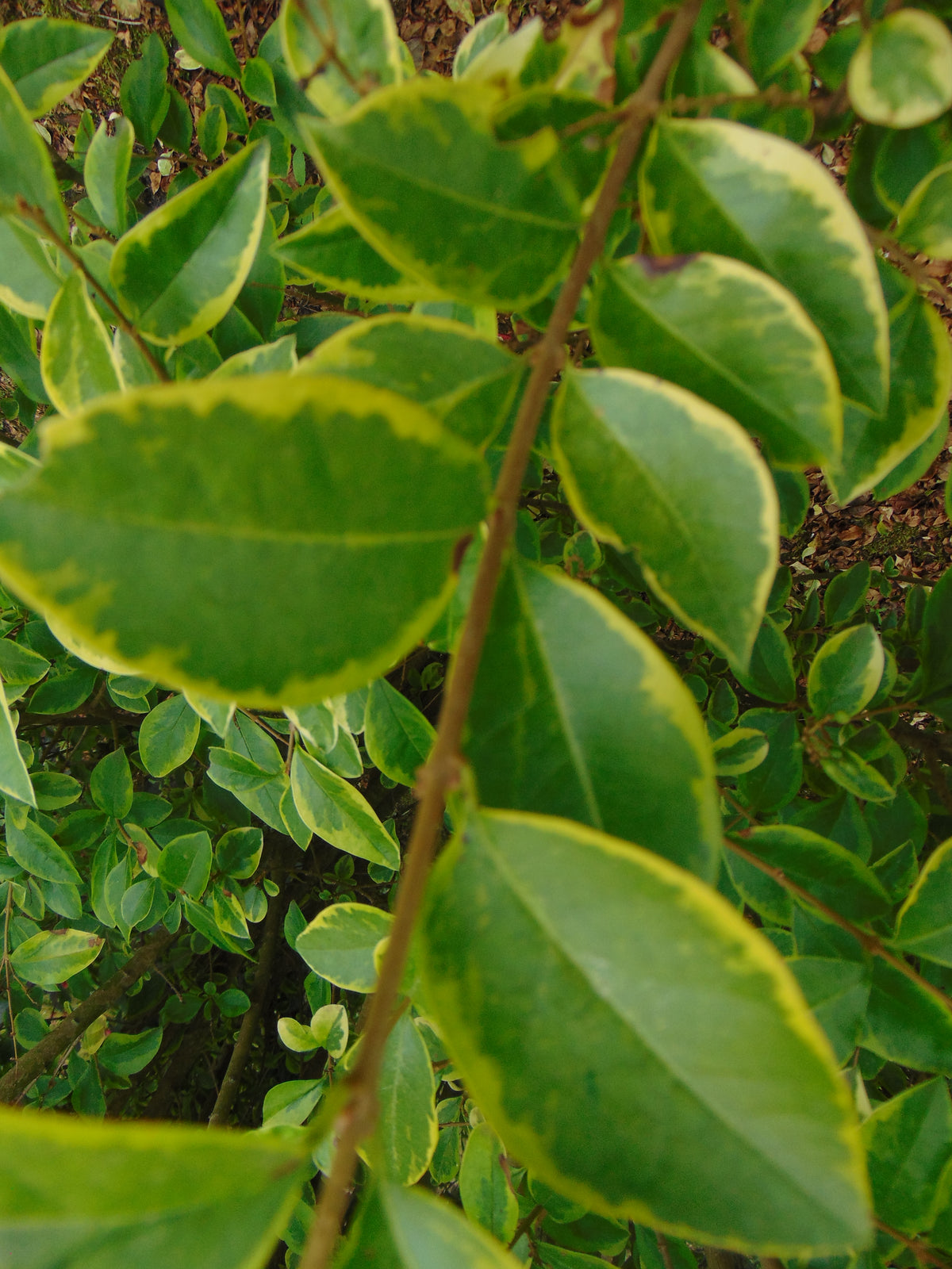 Bonte liguster — Detailfoto — v2467