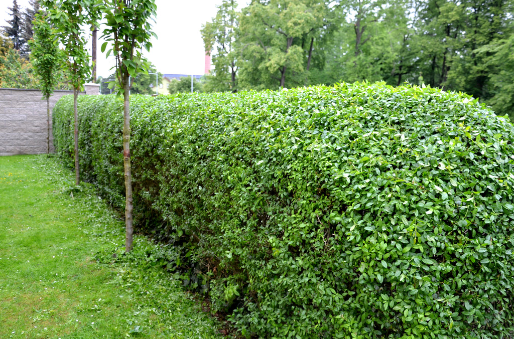 Haagliguster — Overzichtsfoto — v2593