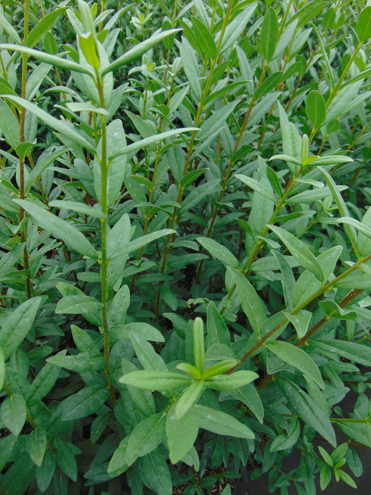 Wintergroene liguster — Detailfoto — v2684