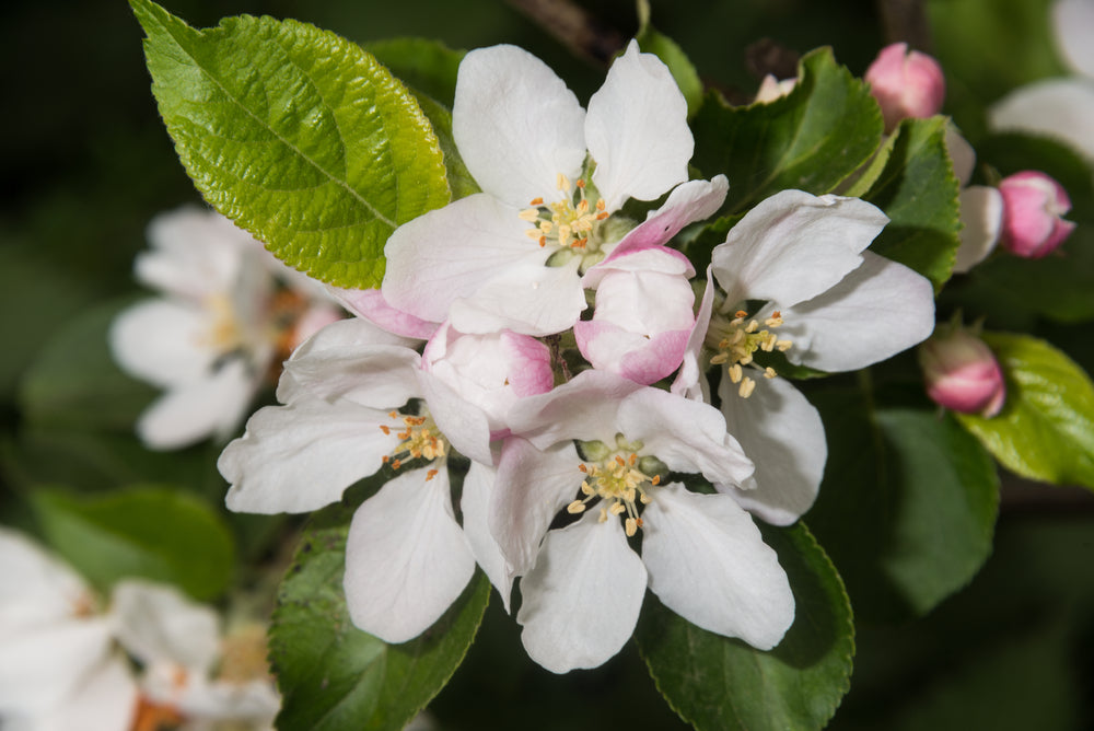 Wilde appel — Detailfoto — v2729