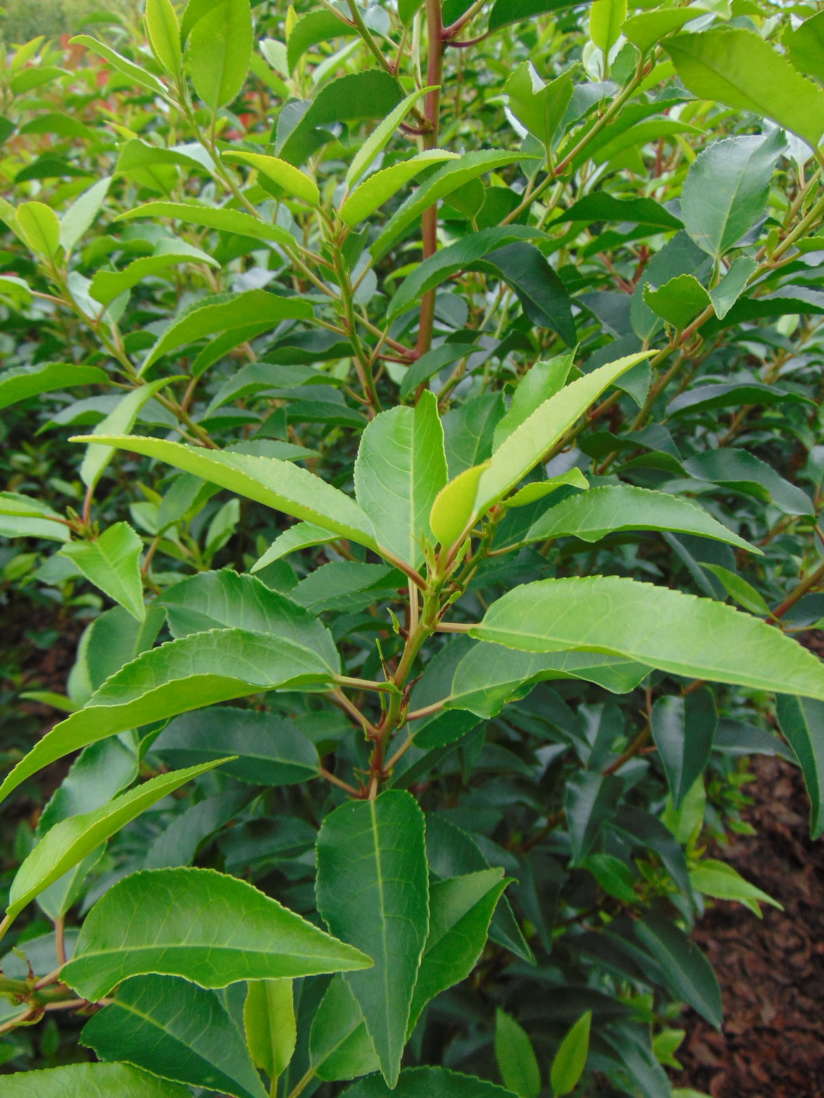 Portugese Laurier — Detailfoto — v3074