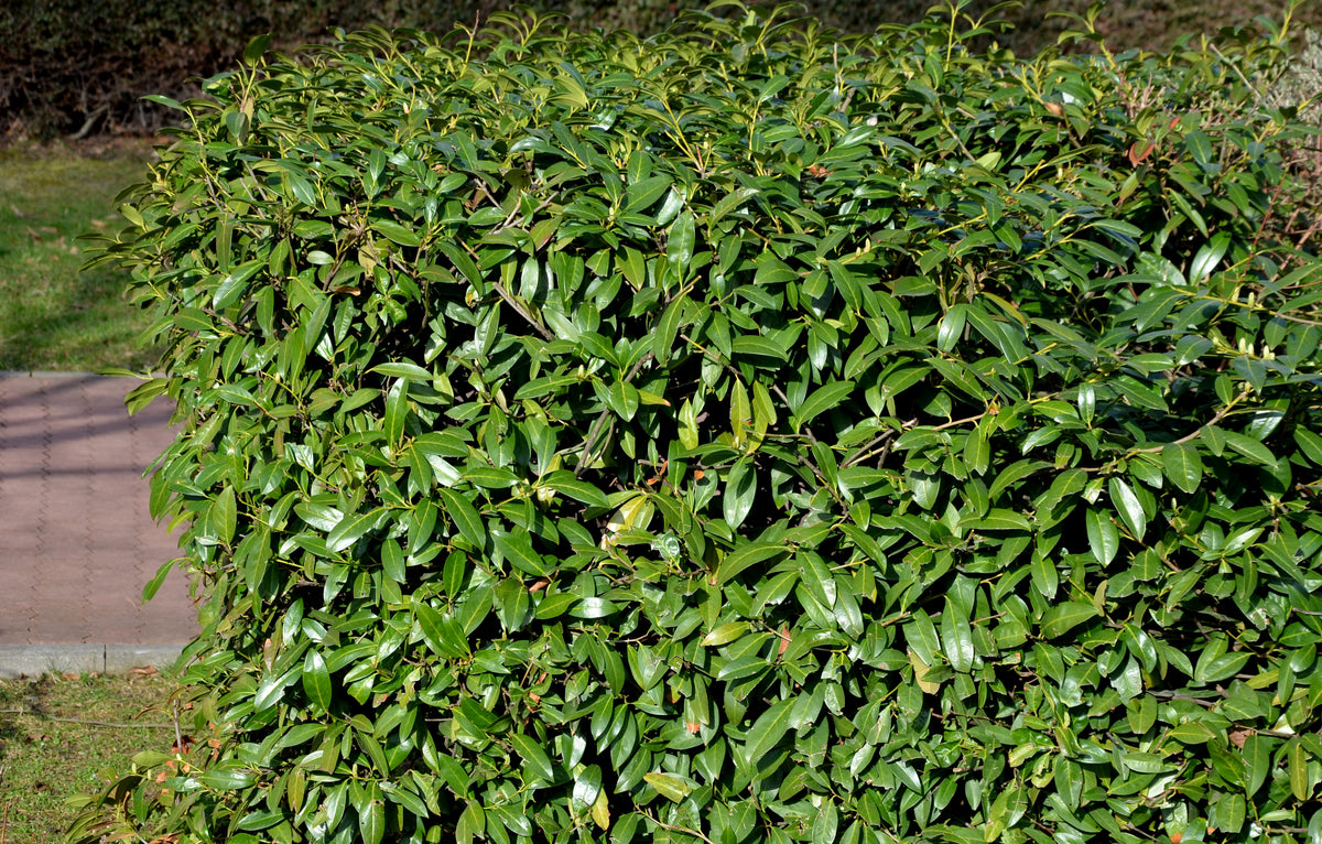 Laurier 'Caucasica' — Detailfoto — v2914