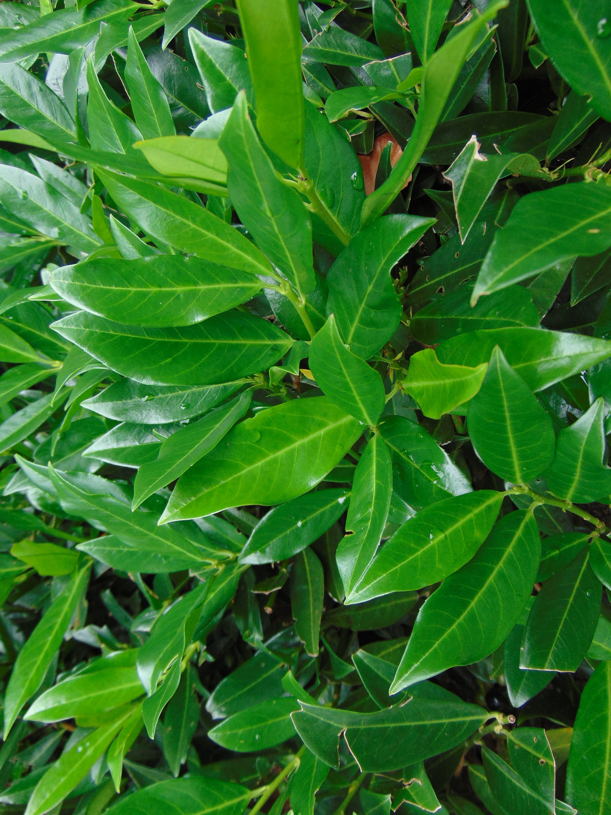 Laurier 'Otto Luyken' — Detailfoto — v2982
