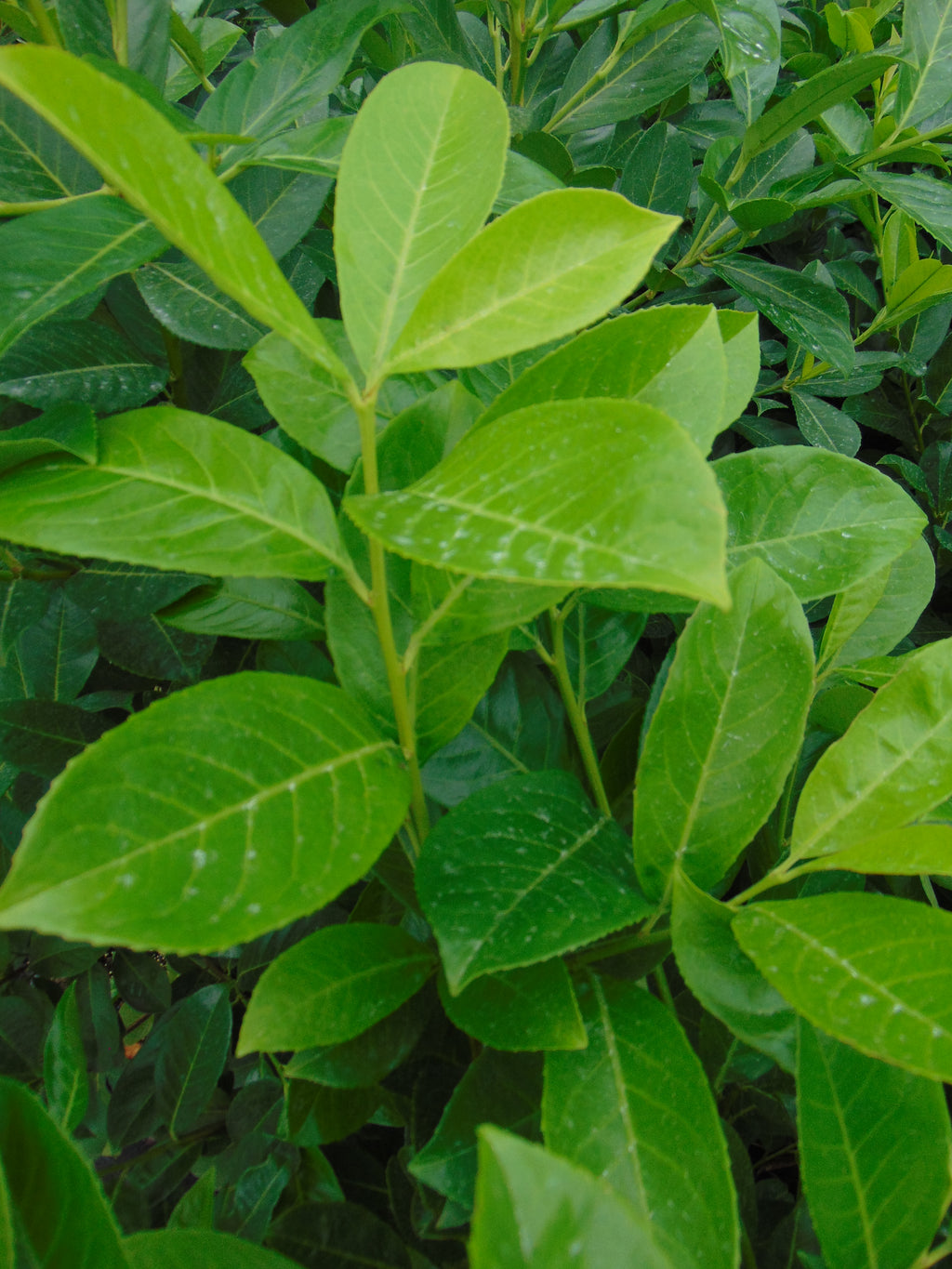 Laurier 'Rotundifolia' — Detailfoto — v12242549