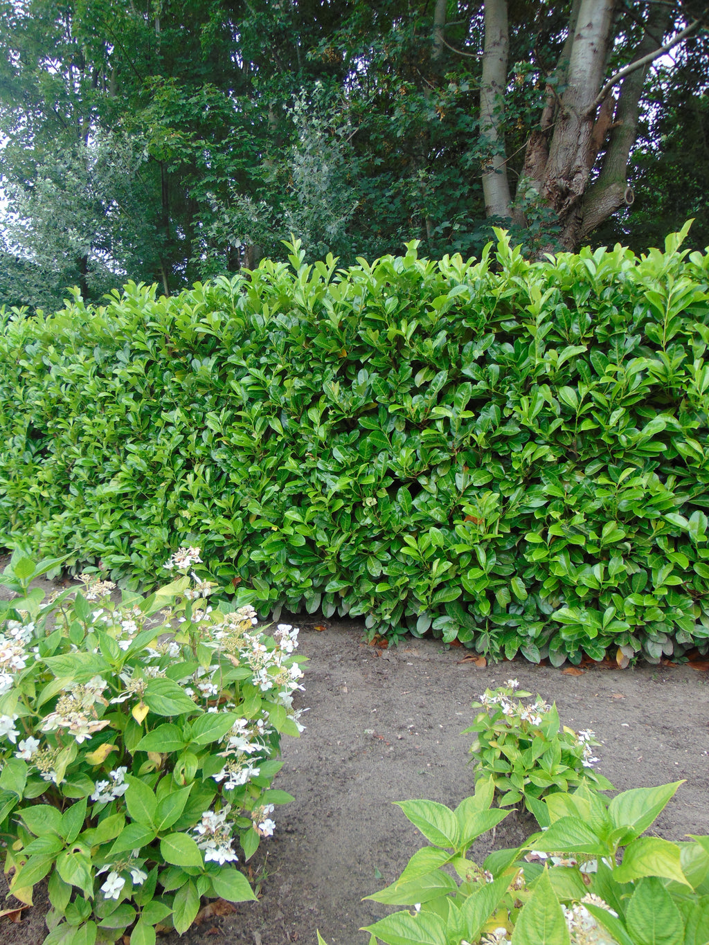 Laurier 'Rotundifolia' — Overzichtsfoto — v3002