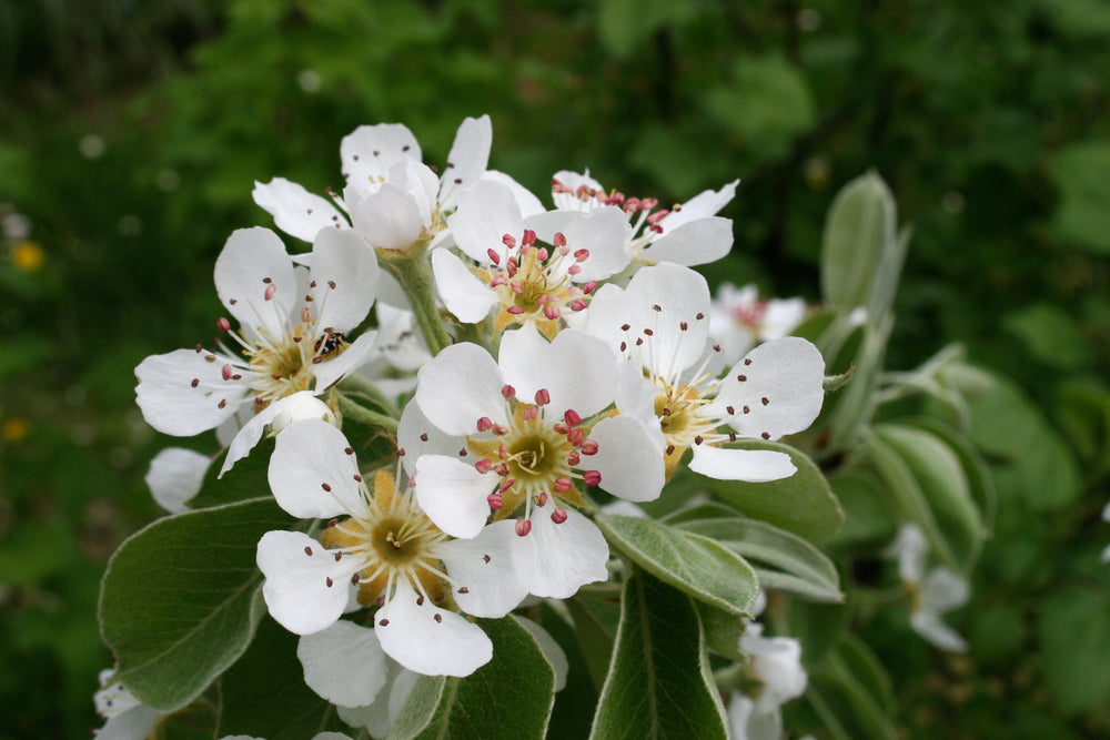 Wilde perenboom — Detailfoto — v3163